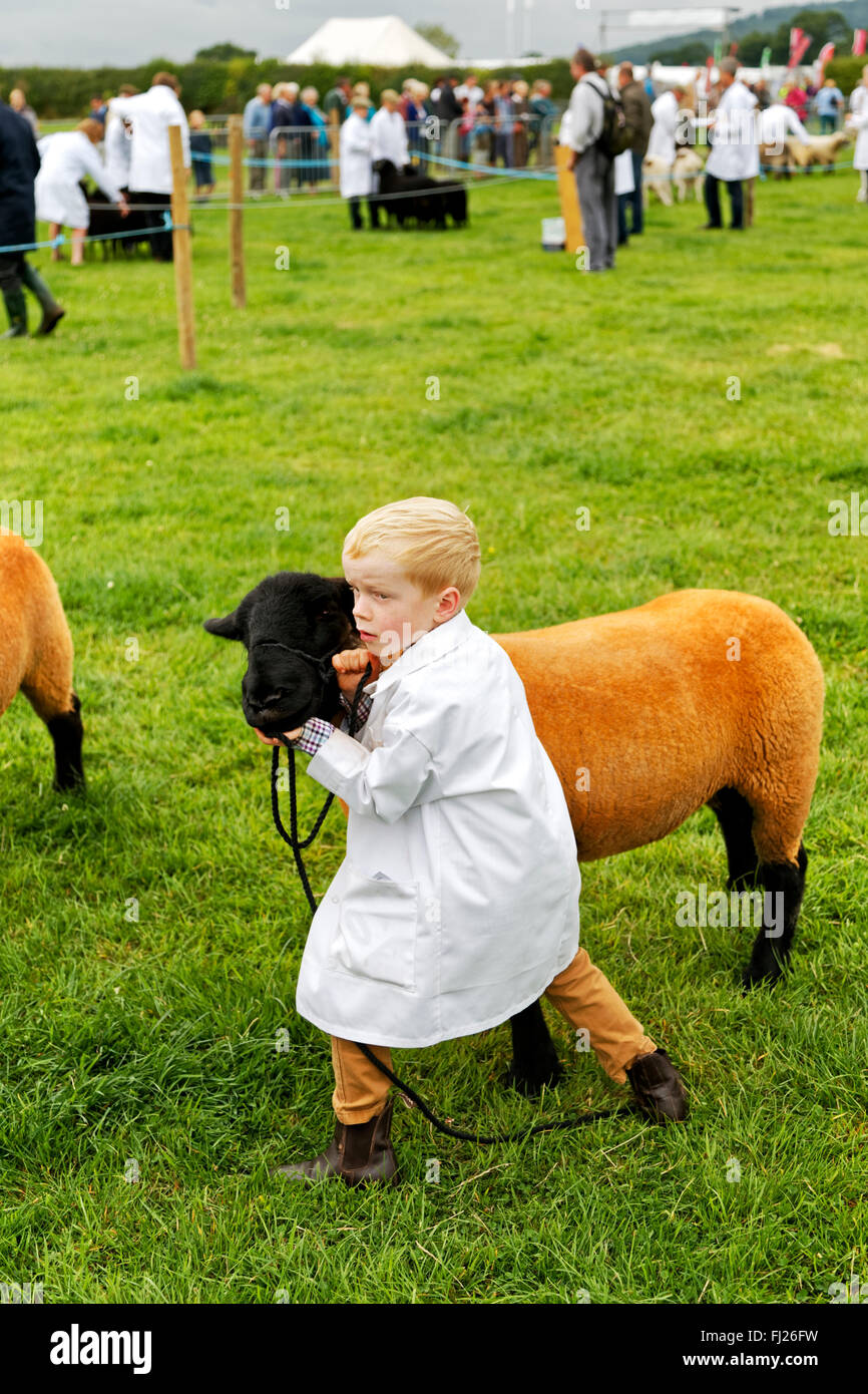 Un jeune garçon avec ses moutons dans l'appréciation de l'anneau 2015 Gillingham & Salon de l'agriculture, Shaftesbury Dorset, Royaume-Uni. Banque D'Images