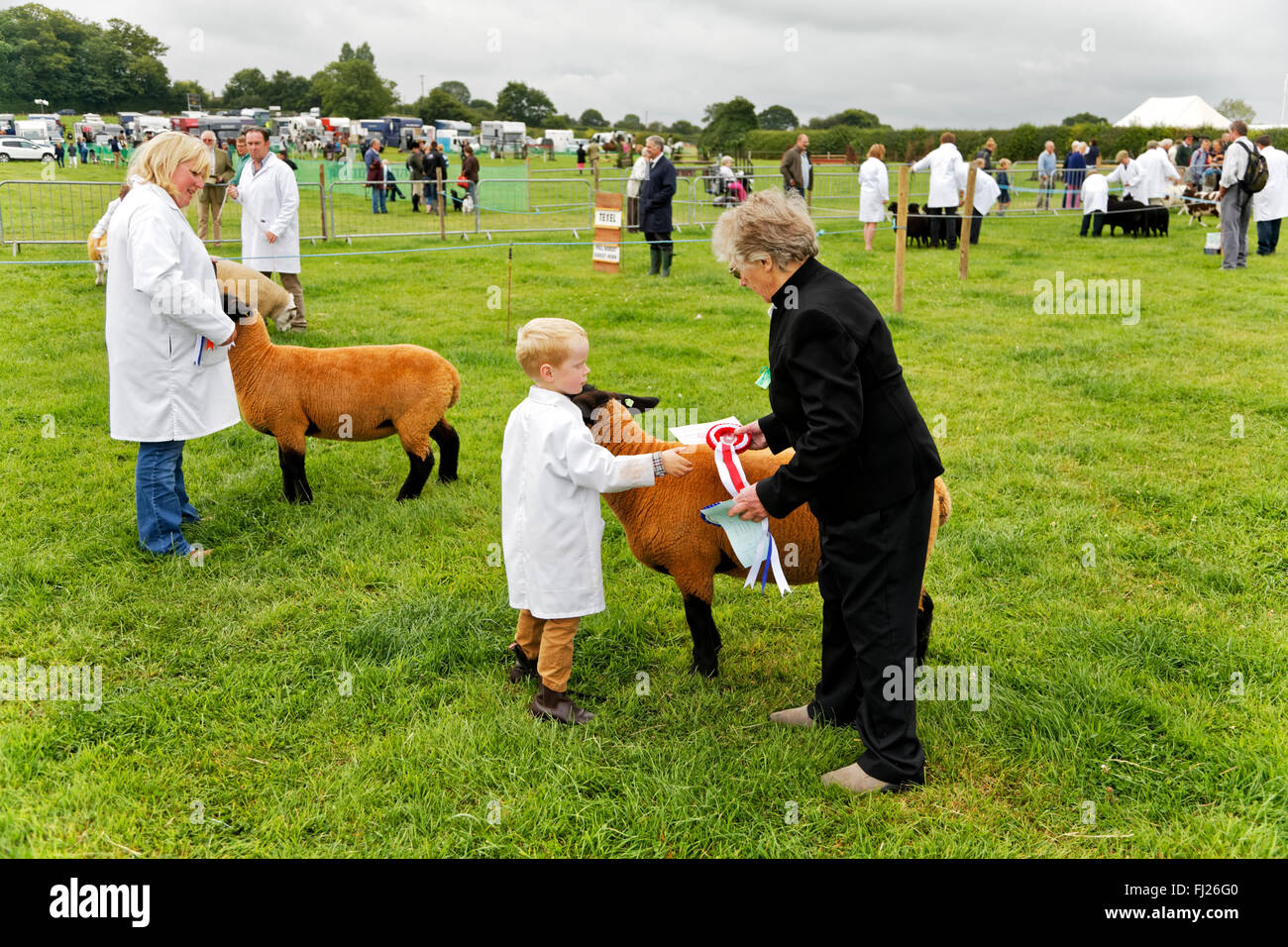 Un jeune garçon reçoit une rosette gagnants après ses brebis a remporté la 1ère place au 2015 Gillingham & Shaftesbury, Salon de l'agriculture au Royaume-Uni. Banque D'Images