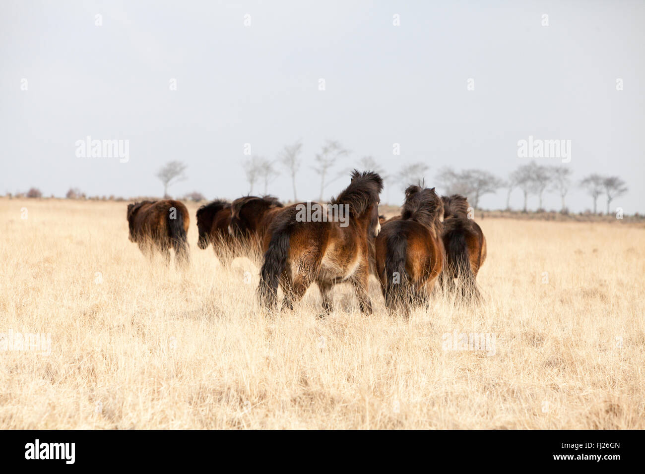 Poney exmoor sur troupeau sauvage dans le nord du Devon exmoor Banque D'Images