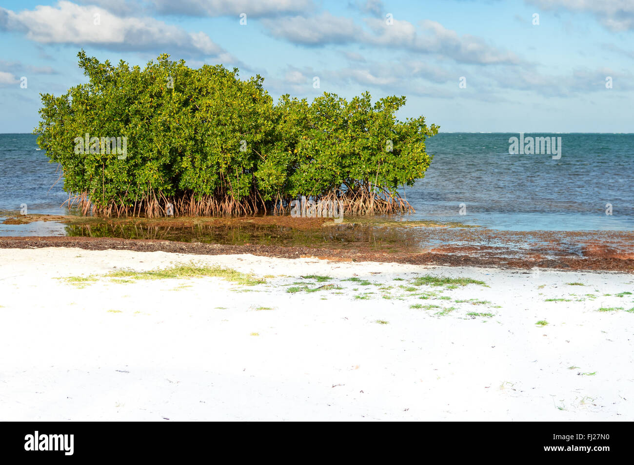 Les palétuviers et les algues des Sargasses par la plage de Caye Caulker, Belize Banque D'Images