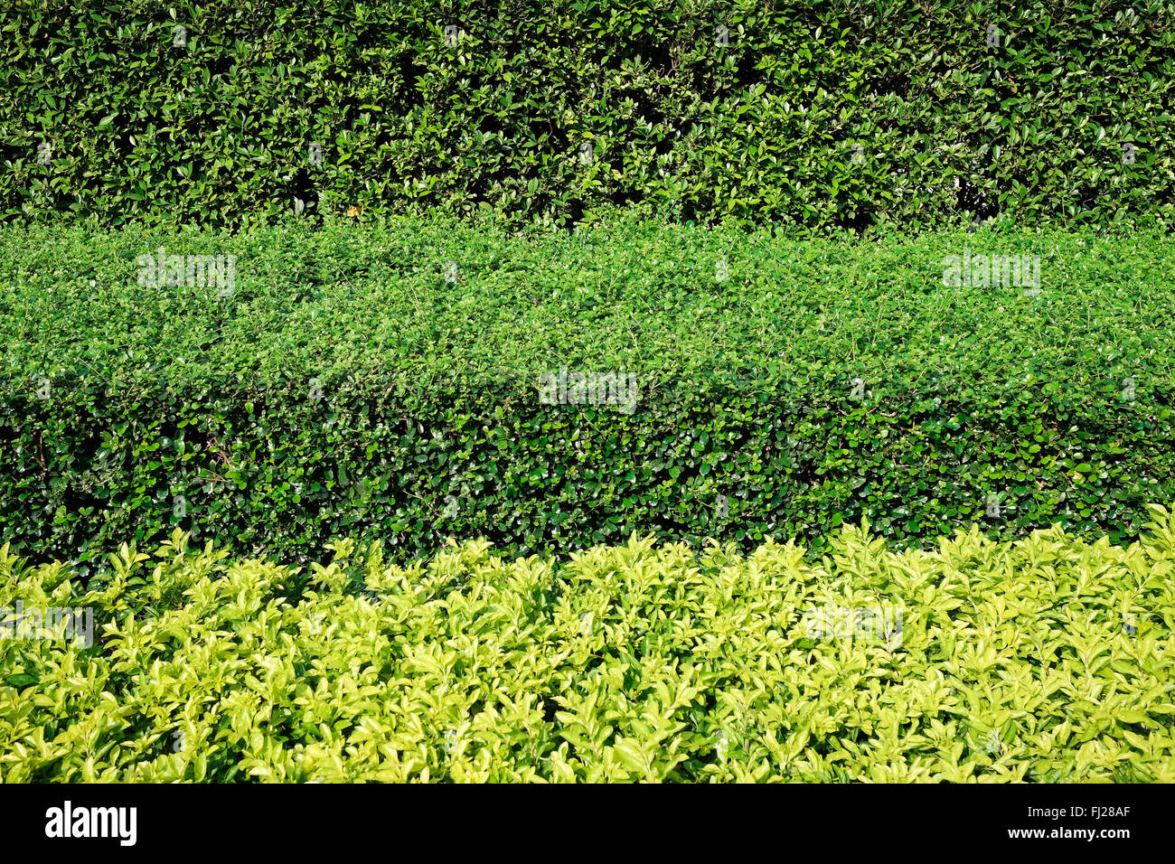 Buissons verts dans trois couches horizontales background Banque D'Images
