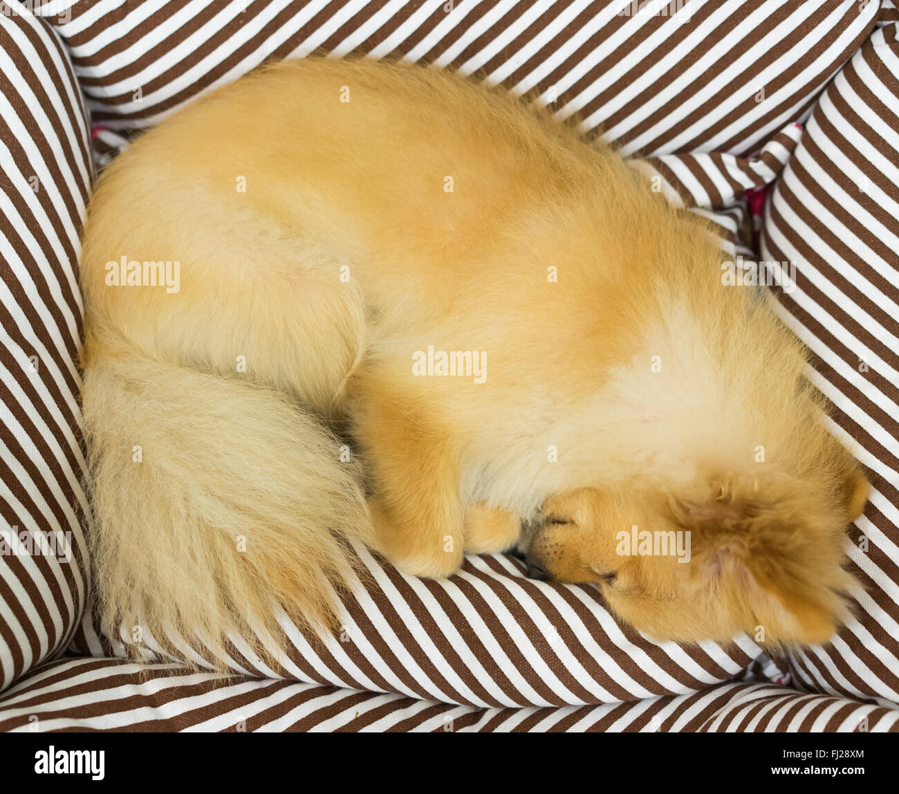 Chien Pomeranian dormir sur le lit de chien Banque D'Images