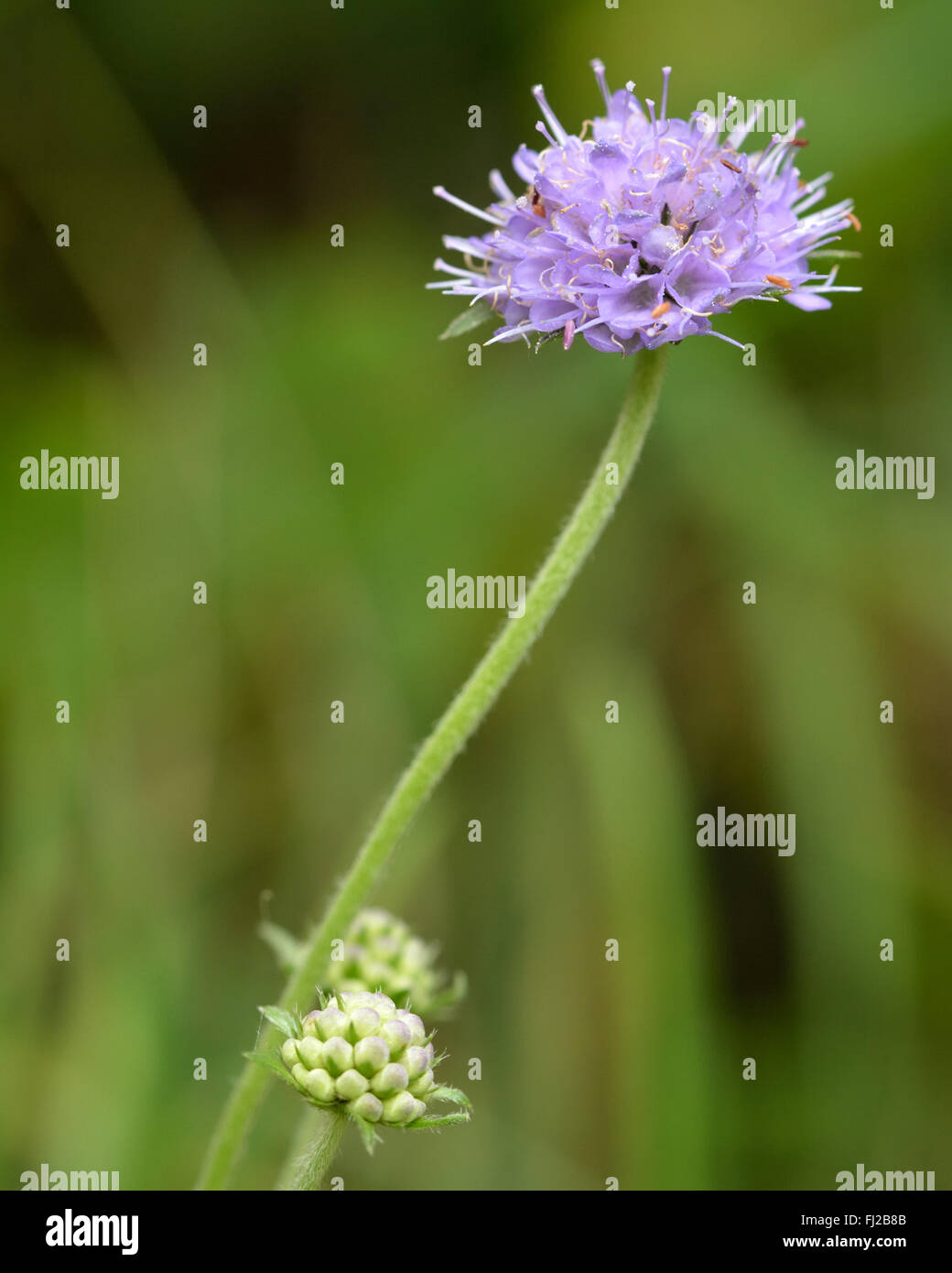 Devil's bit scabious (Succisa pratensis). Fleur mauve sur de la famille Dipsaceae, la floraison dans une prairie britannique Banque D'Images