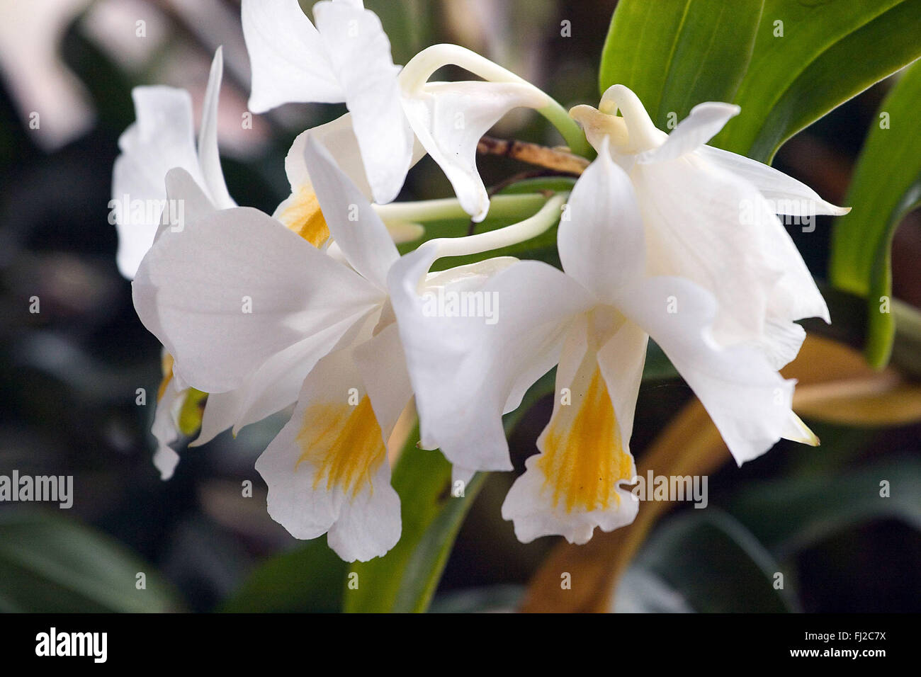 Les orchidées sauvages sont cultivées dans le village de Tung Nang Dam situé au nord de la mer d'Andaman - Thailande Banque D'Images