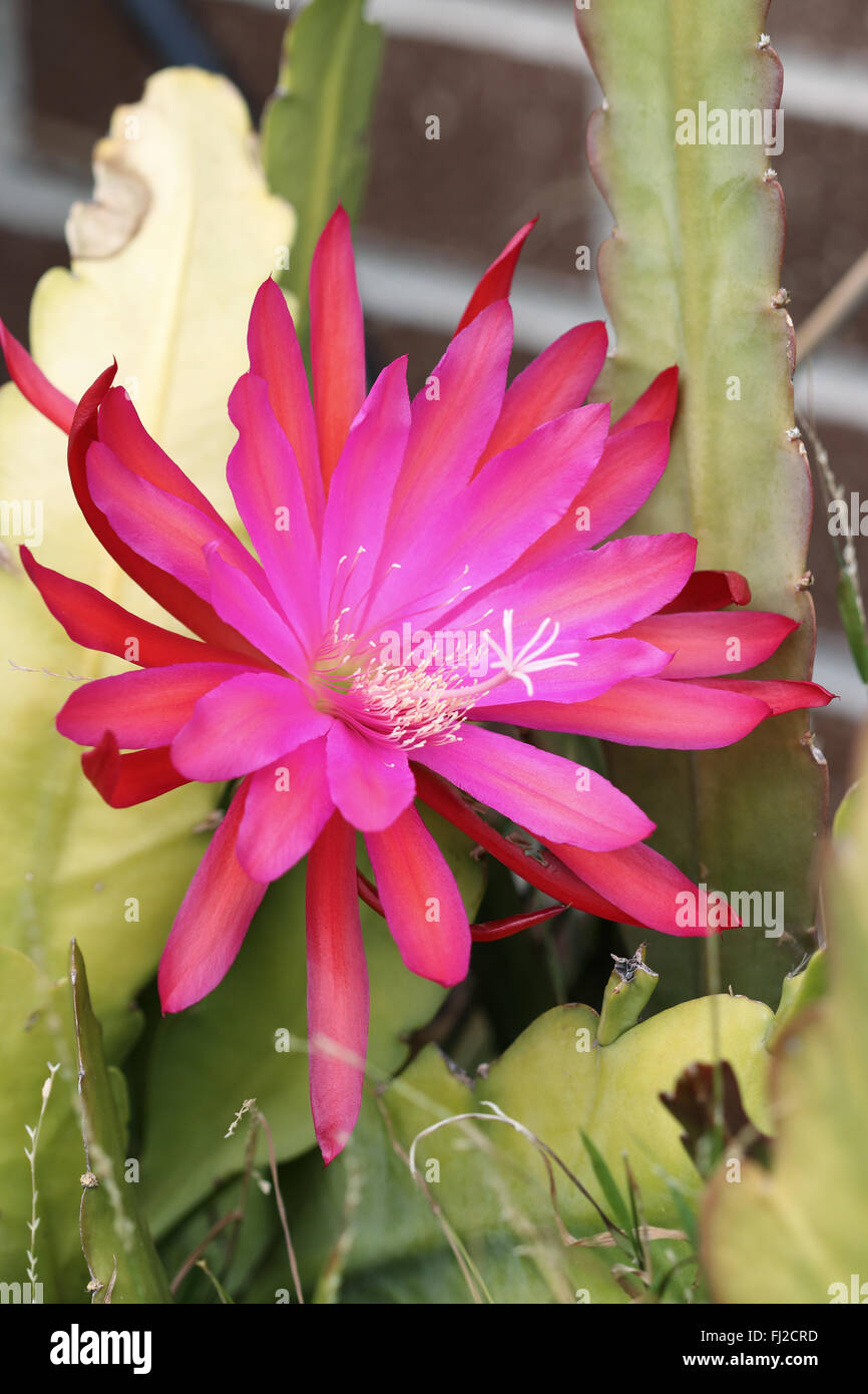 Rose vif ou rouge Epiphyllum ou connu sous le nom de cactus Orchidée Banque D'Images