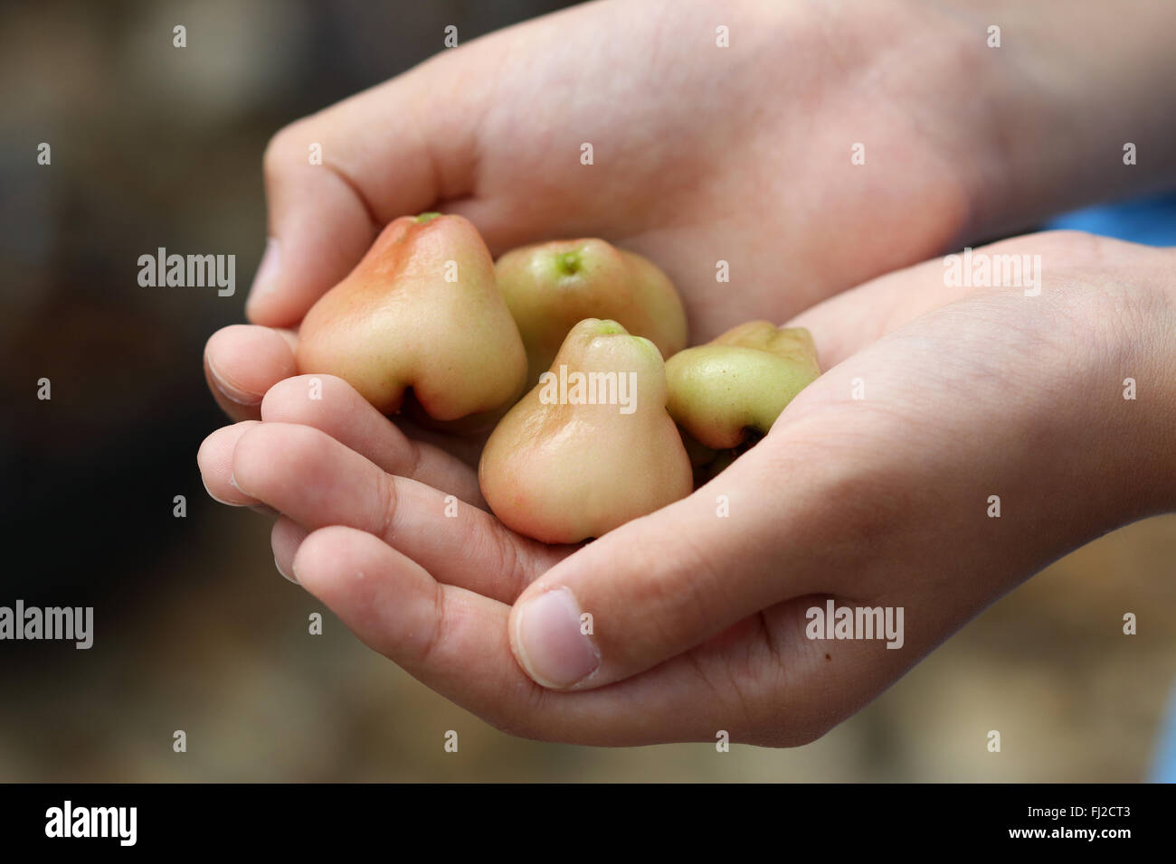 Holding Syzgium samarangense ou connu sous le nom de Wax Jambu dans la main Banque D'Images