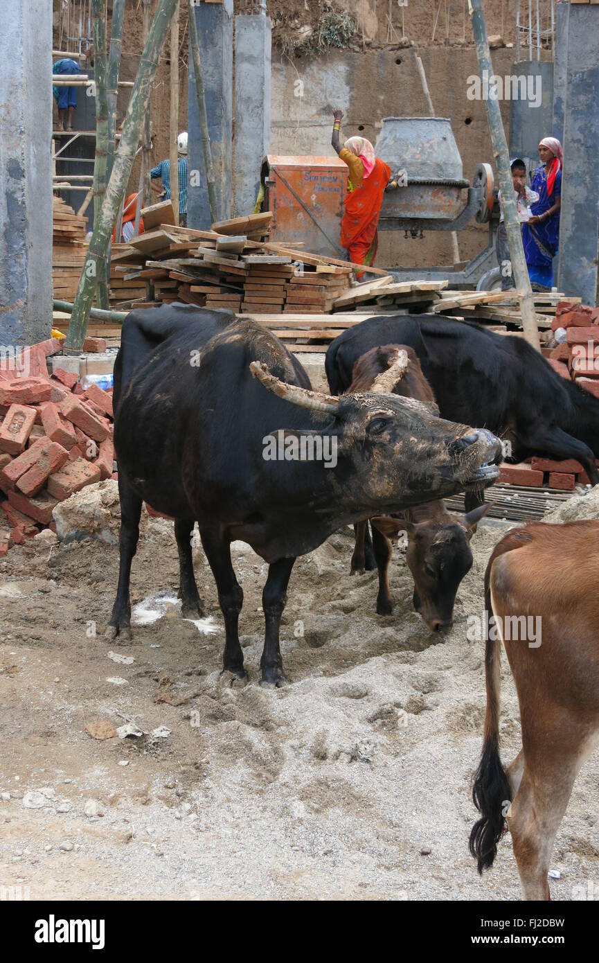 Les vaches indiennes errer par chantier bétonnière en arrière-plan Banque D'Images