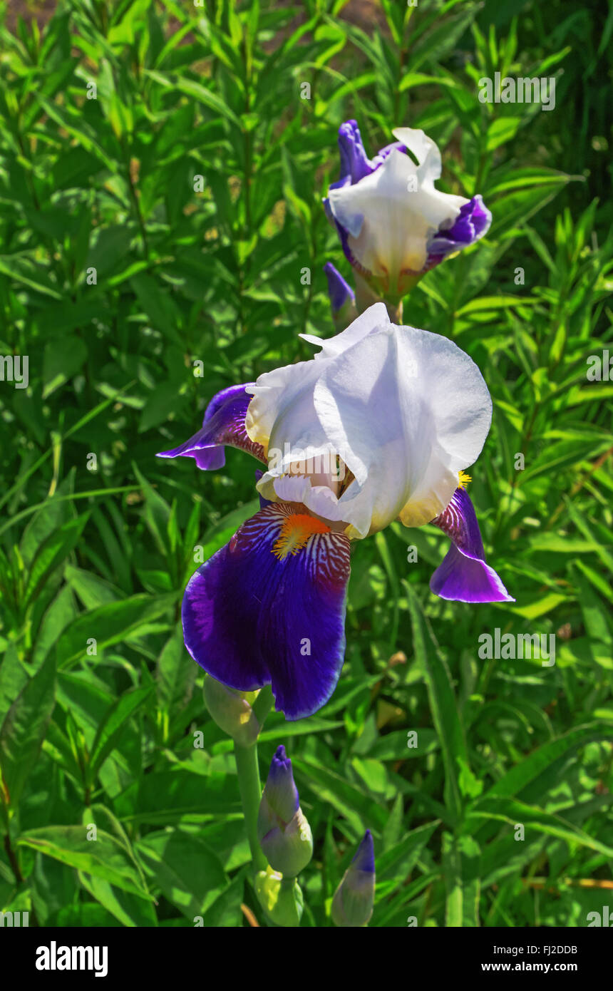 Iris fleurs dans un jardin. Banque D'Images