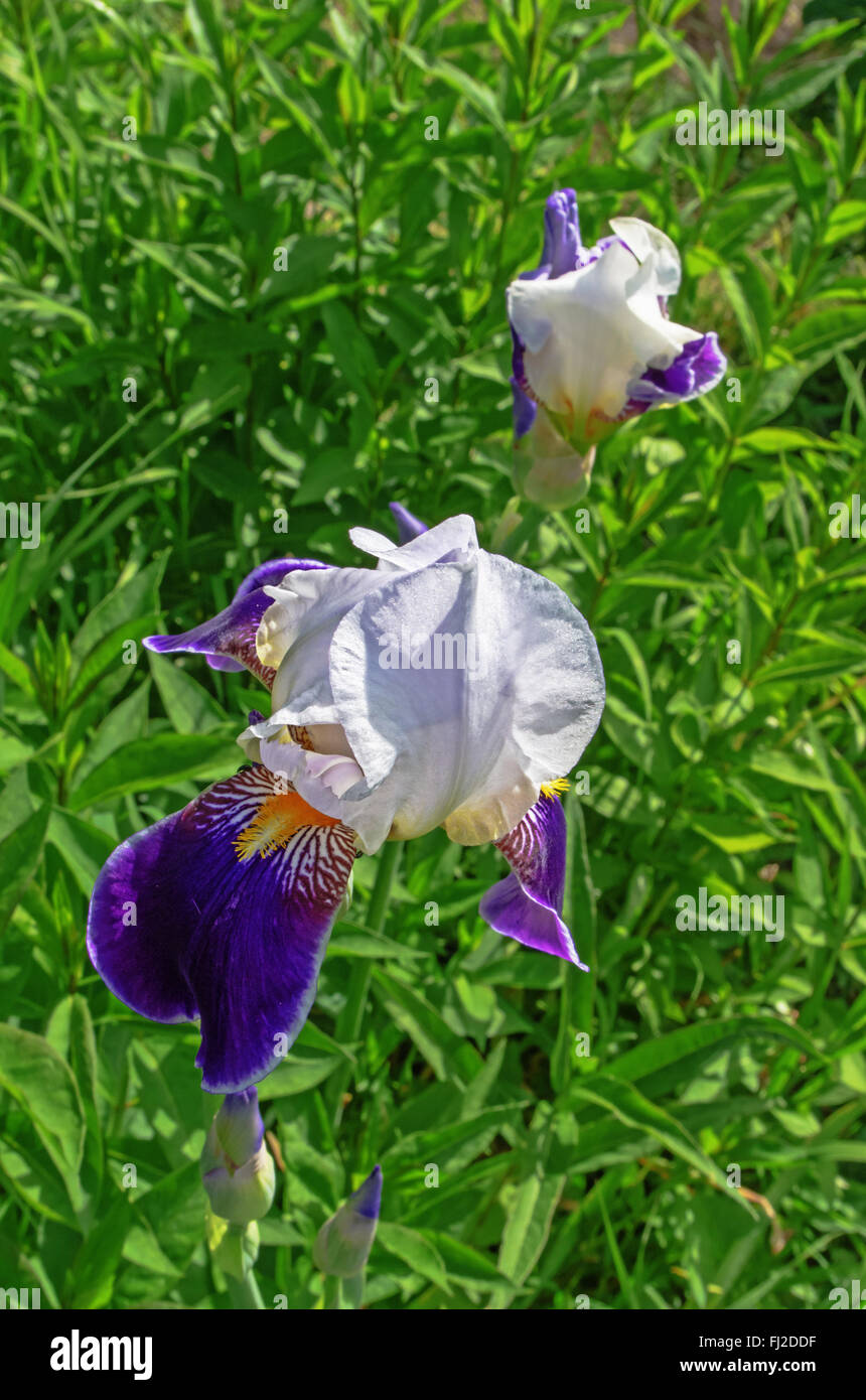 Iris fleurs dans un jardin. Banque D'Images