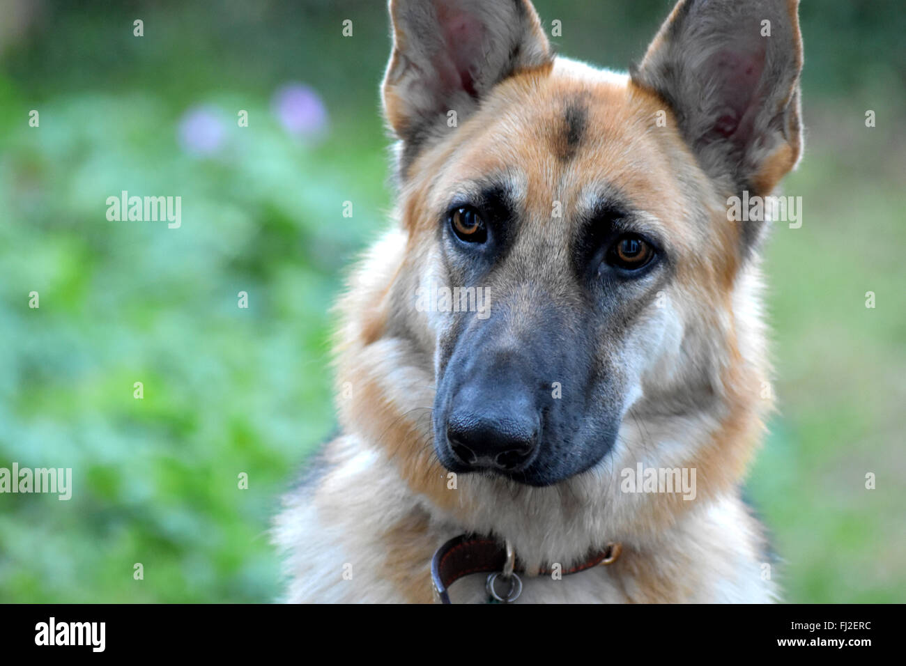 Shepard allemand chiot Banque D'Images