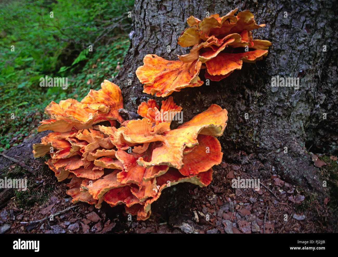 Champignons orange qui dépassent de la base d'un arbre dans une forêt pluviale tempérée - péninsule de Kenai. ALASKA Banque D'Images