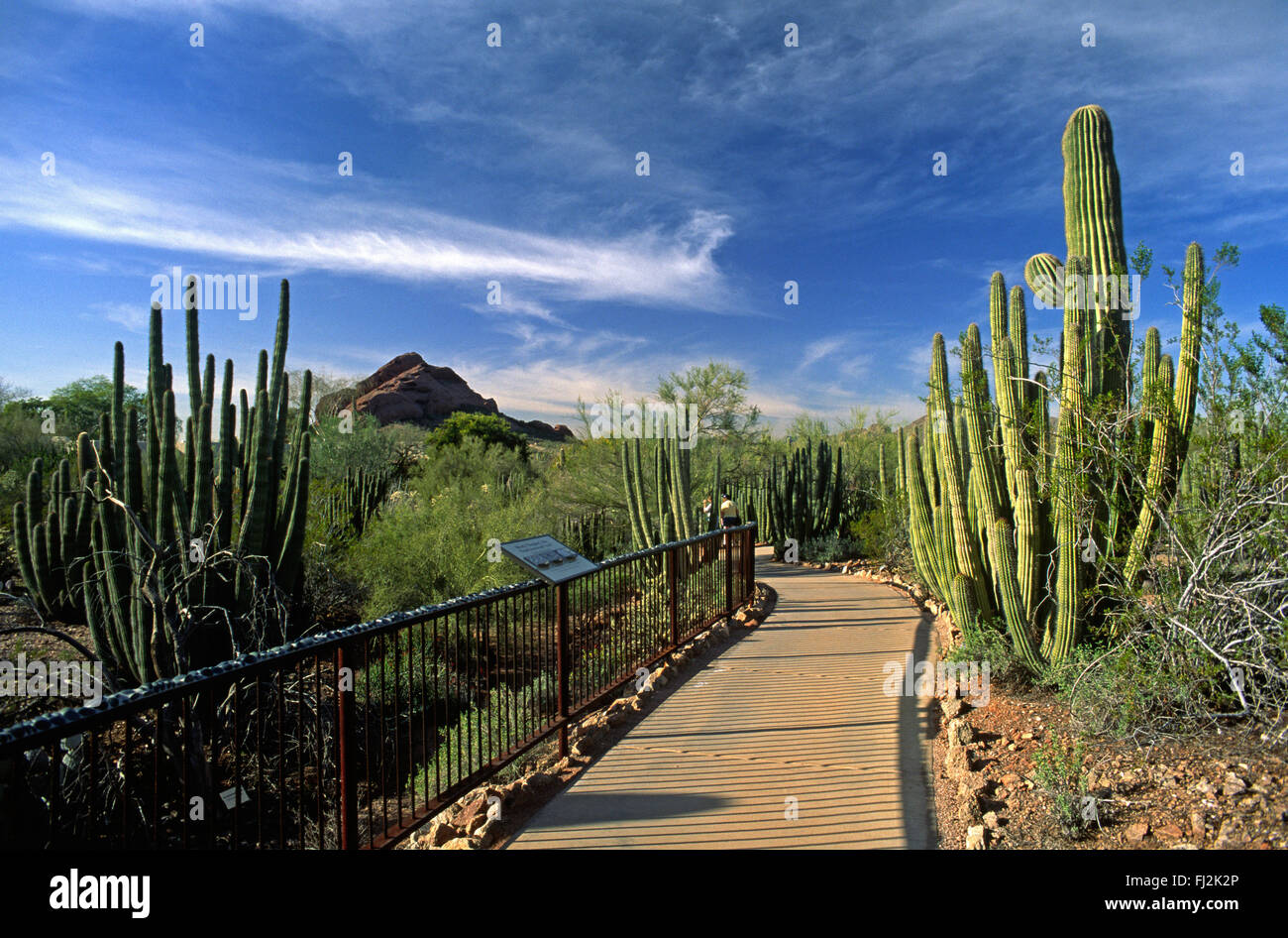 Le JARDIN BOTANIQUE DU DÉSERT dans la région de Phoenix Arizona est la plus grande collection de plantes du désert aux États-Unis Banque D'Images