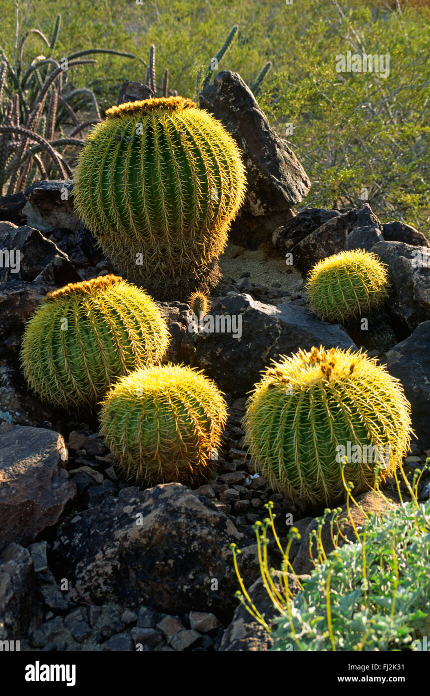 CACTUS BARREL au Jardin botanique du désert dans la région de Phoenix, avec la plus grande collection de plantes du désert aux Etats-Unis - Arizona Banque D'Images