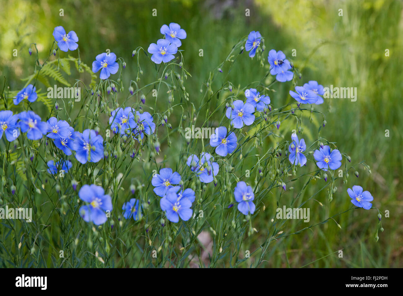 Fleurs bleu au printemps sur le fond de la vallée - Yosemite National Park, Californie Banque D'Images