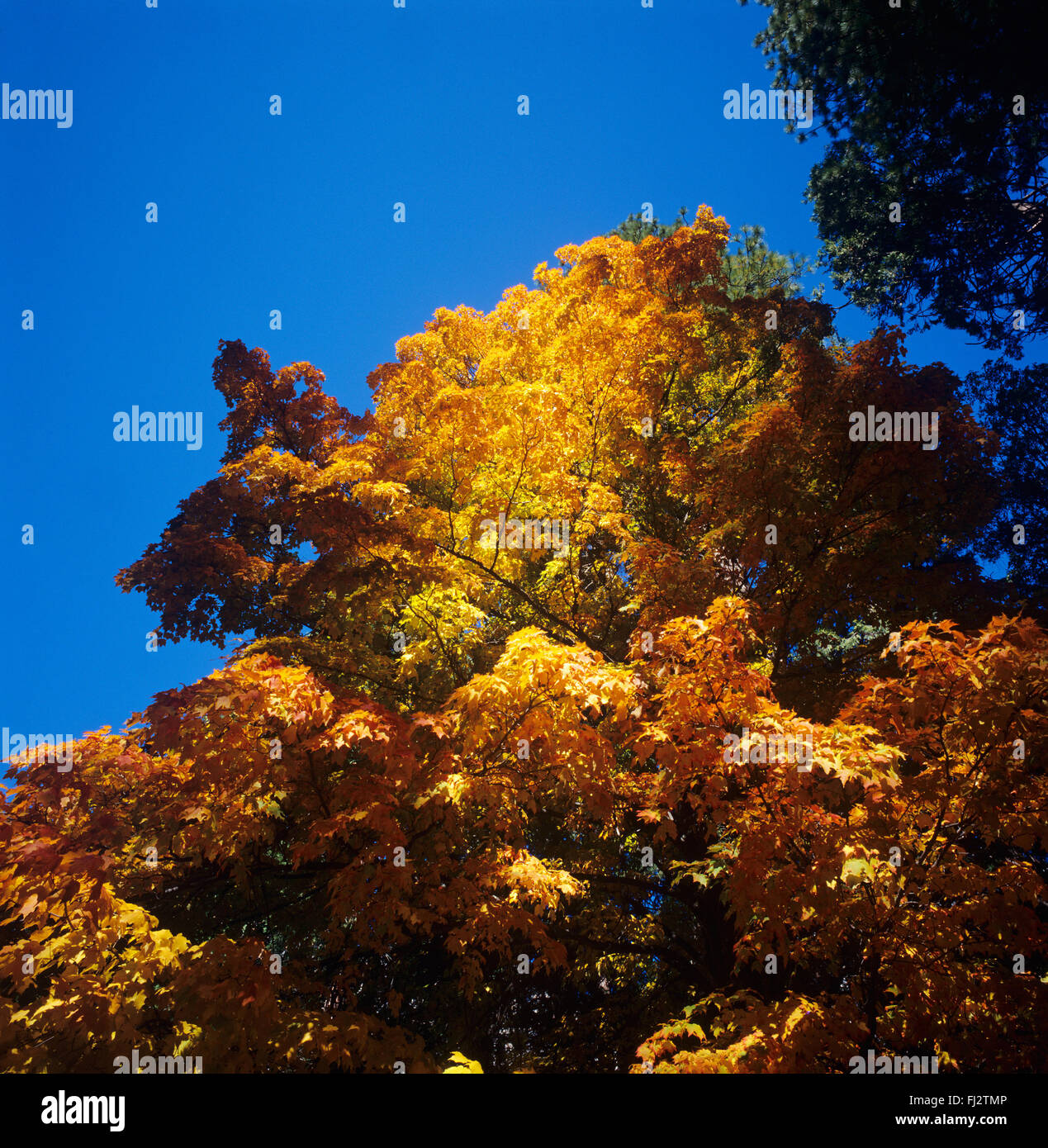 Un érable à feuilles d'automne ses jambes de la vallée Yosemite, Yosemite National Park, Californie Banque D'Images Un érable à feuilles d'automne ses jambes de la vallée Yosemite, Yosemite National Park, Californie Banque D'Images