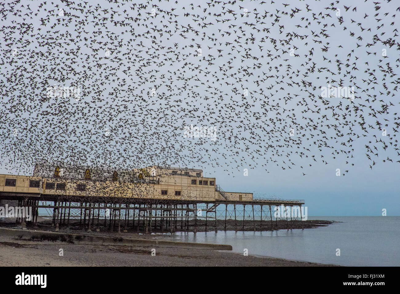 Aberystwyth, Pays de Galles, Royaume-Uni. 29 février 2016. Météo France : Après avoir passé la nuit au repos sous l'Aberystwyth Pier, des milliers d'étourneaux exploser dans l'air à l'aube, de partir à leurs aires d'alimentation. Credit : Alan Hale/Alamy Live News Banque D'Images