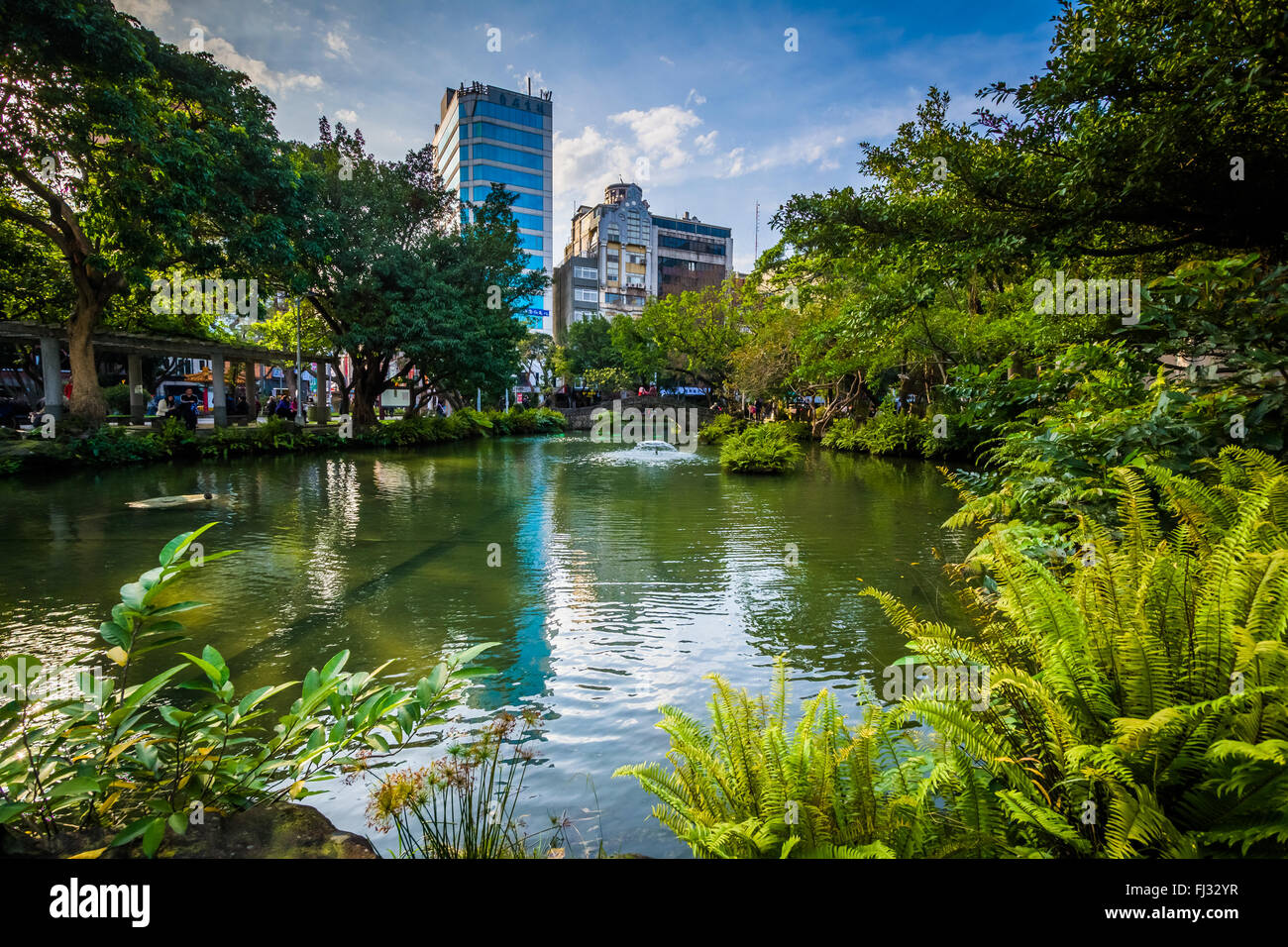 Fougères le long d'un étang à 2/28 de la paix, à Taipei, Taiwan. Banque D'Images