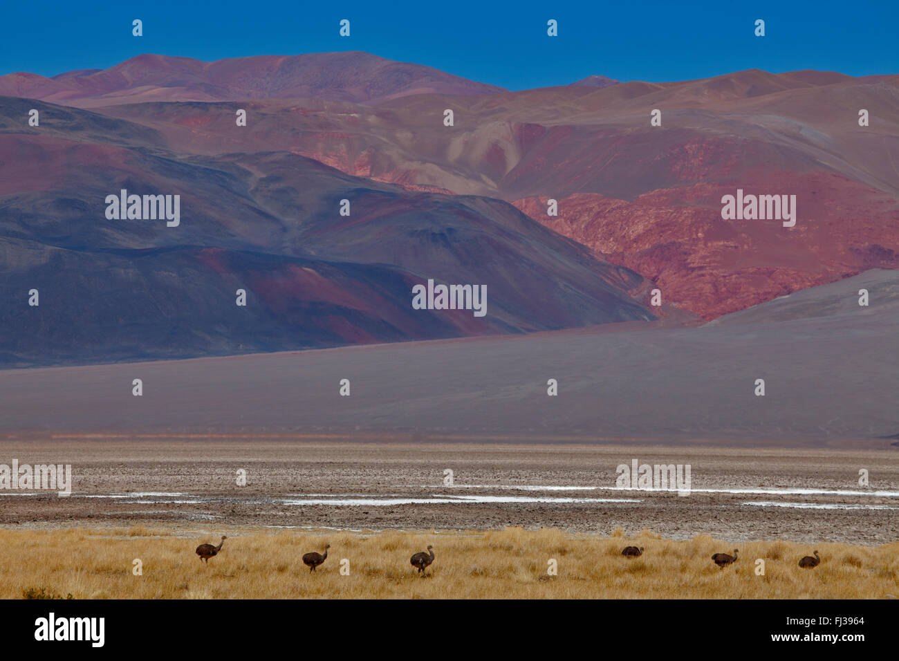 Le nandou de Darwin, le désert de la Puna, Argentine Banque D'Images