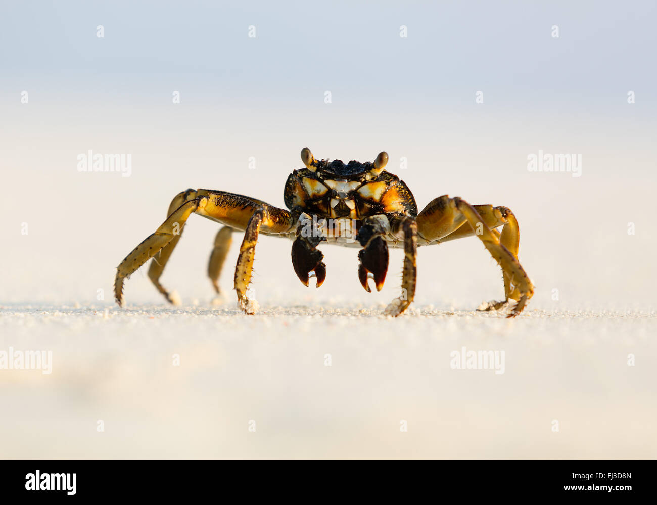Macro photo de crabe sur la plage Banque D'Images