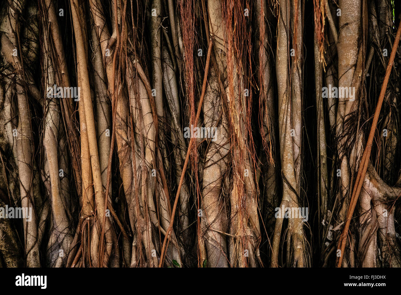 La texture des pourritures dans haute forêt tropicale Banque D'Images