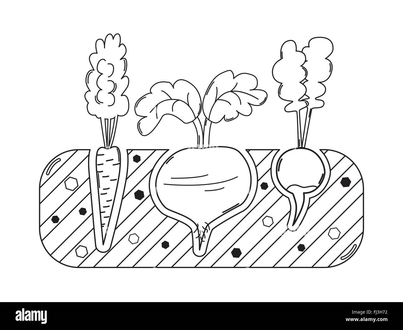 Ligne mince lit de jardinage avec la betterave carotte et radis Illustration de Vecteur