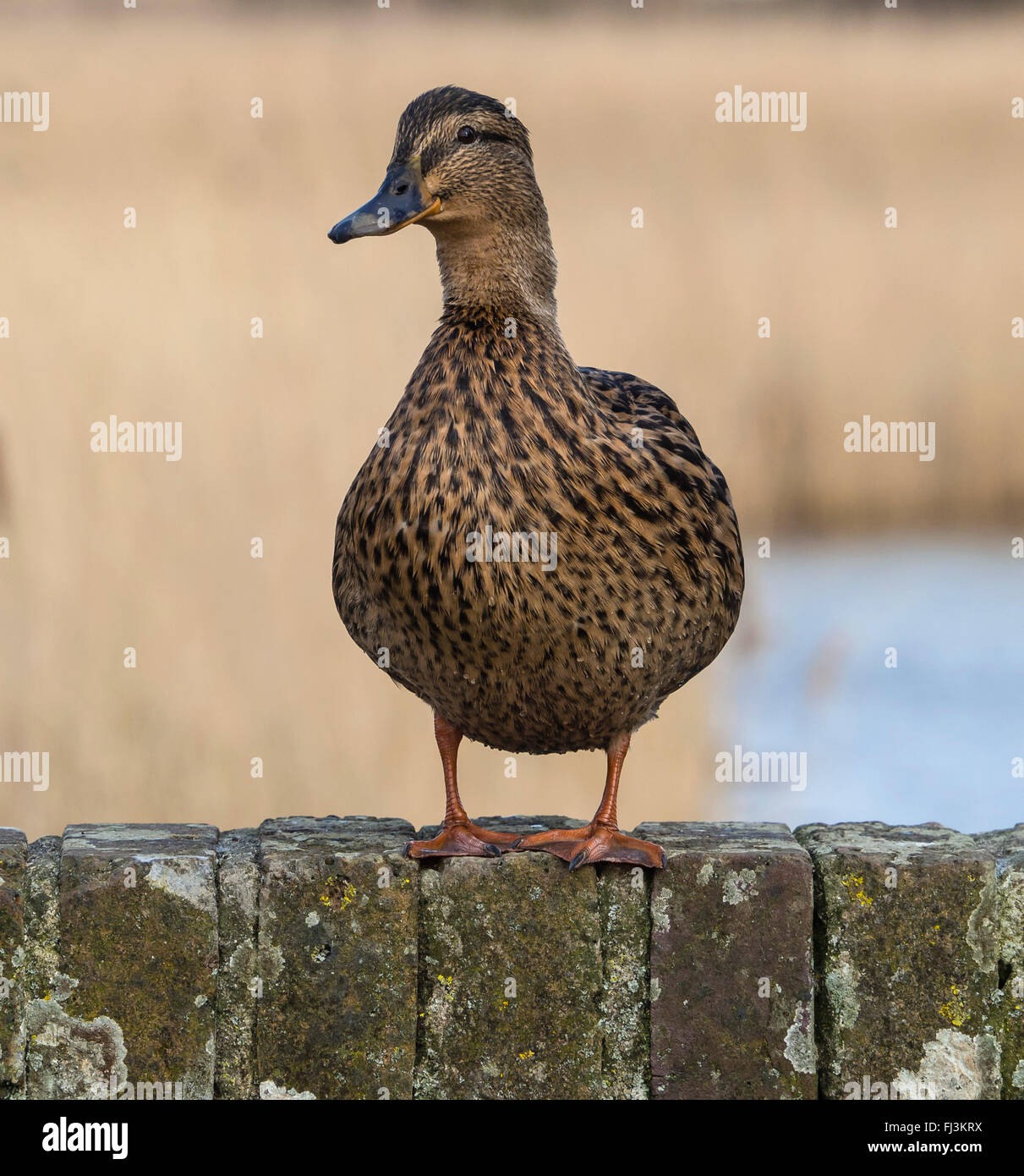 Canard colvert , femme, debout sur un mur dans la Réserve Naturelle RSPB Radipole, Weymouth, Royaume-Uni Banque D'Images