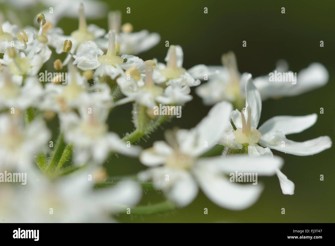 Berce du Caucase (Heracleum sphondylium). Plante de la famille de la carotte (Apiaceae), l'ombelle de fleurs blanches détail Banque D'Images