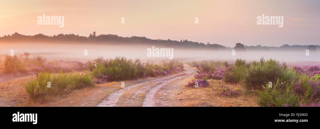 Chemin à travers blooming heather sur un matin brumeux au lever du soleil. Photographiée près de Hilversum aux Pays-Bas. Banque D'Images