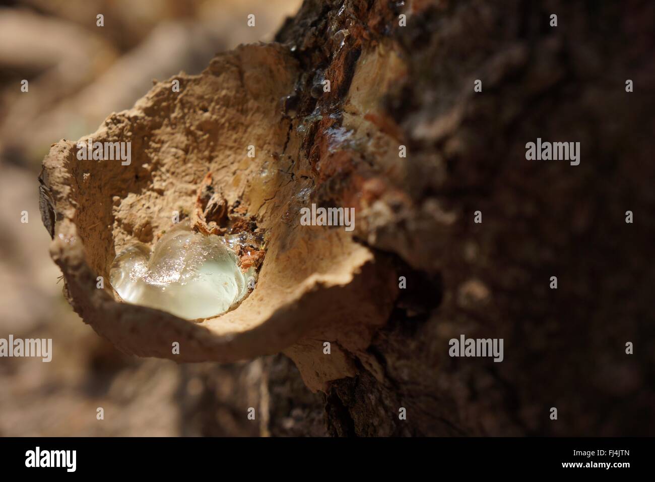 La gomme à la menthe fraîche provenant des arbres au Kurdistan Banque D'Images