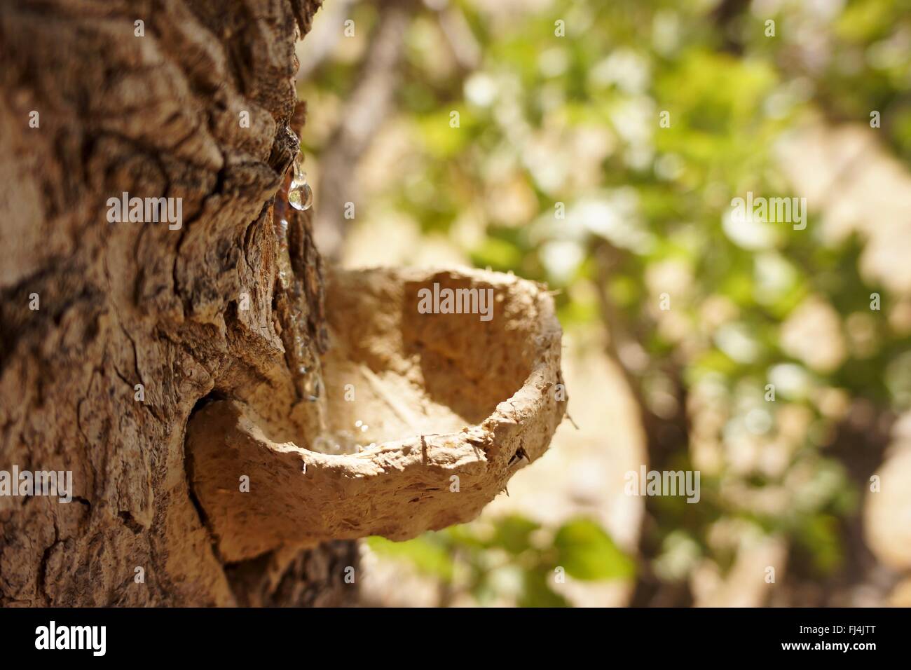 La gomme à la menthe fraîche provenant des arbres au Kurdistan Banque D'Images