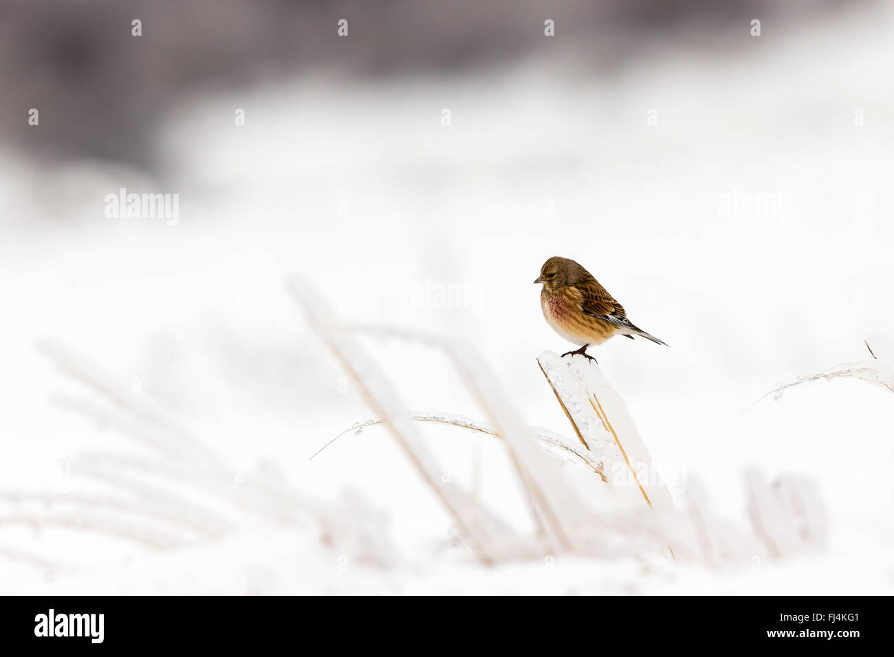 (Linnet Carduelis cannabina) perché sur un morceau d'herbe gelée ; Madzharovo Bulgarie Banque D'Images