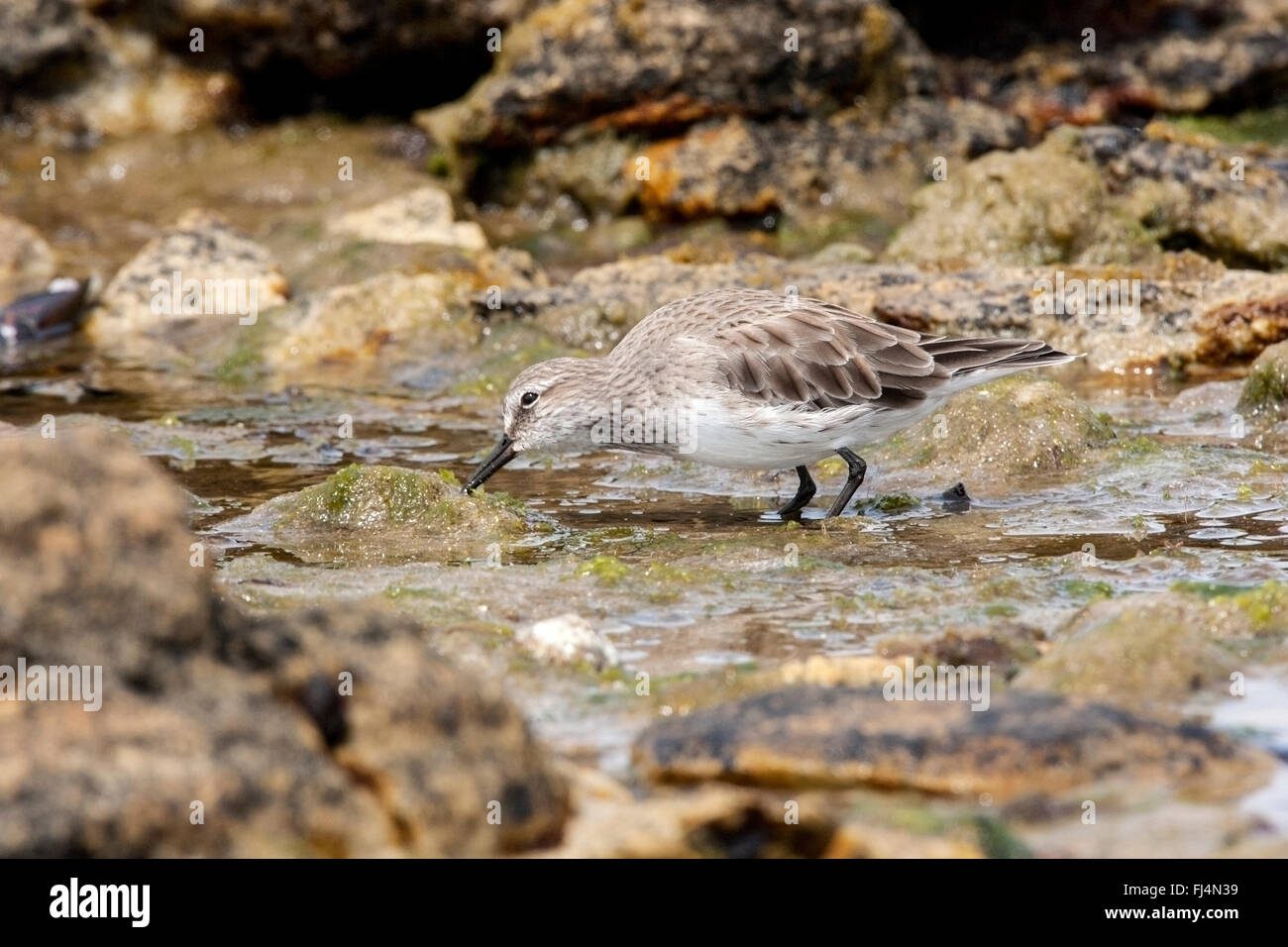 Bécasseau à croupion blanc (Calidris fuscicollis) alimentation adultes sur plage à marée, des îles Malouines Banque D'Images