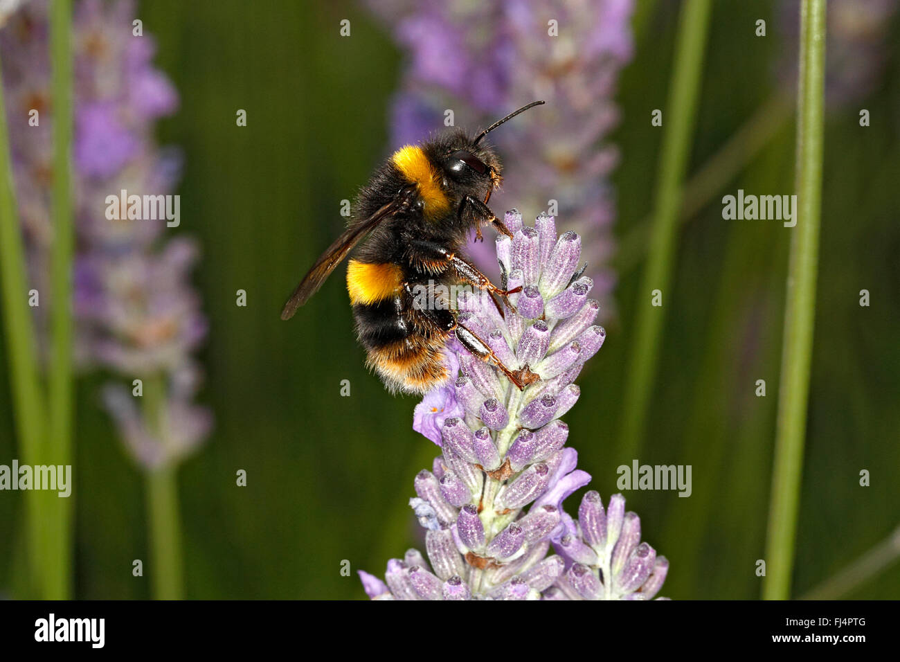 Buff-queue de bourdons (Bombus terrestris) reine se nourrissant de lavande (Lavendula) jardin en juillet 2189 Cheshire UK Banque D'Images