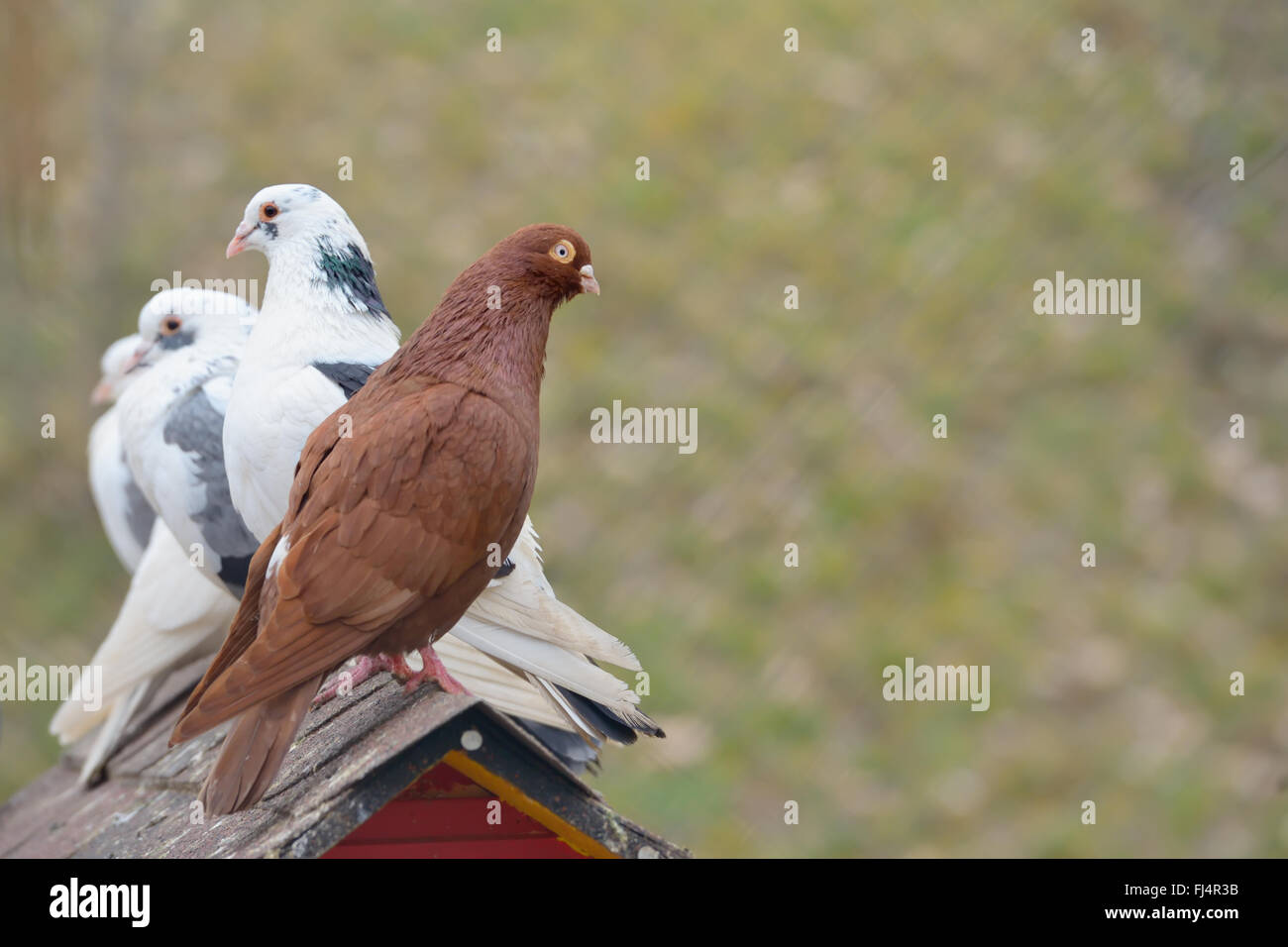 L'Oriental et de pigeons pigeon à rouleaux Banque D'Images