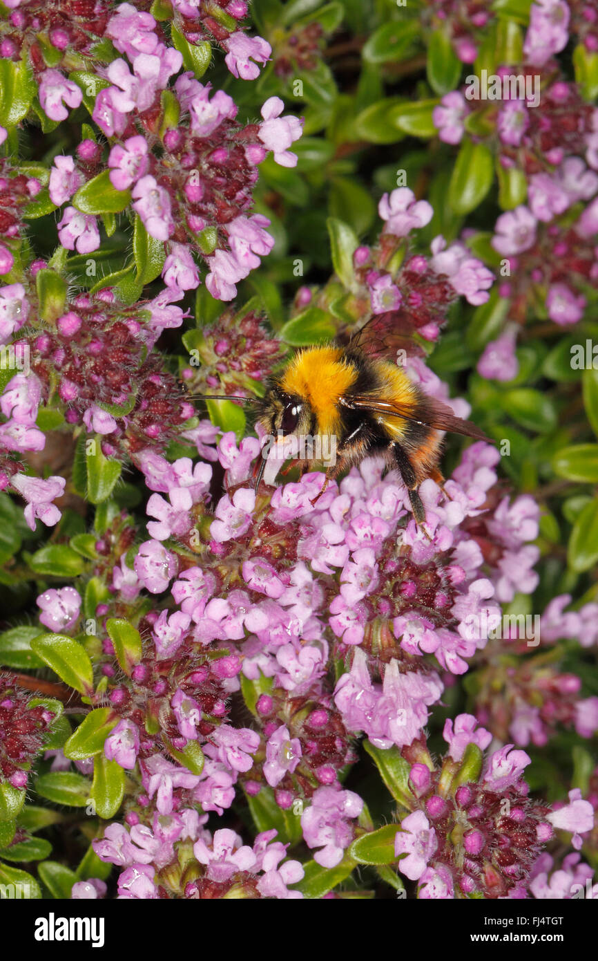 Début de bourdons (Bombus pratorum) mâle se nourrissant de thym (Thymus) jardin en juin 2088 Cheshire UK Banque D'Images