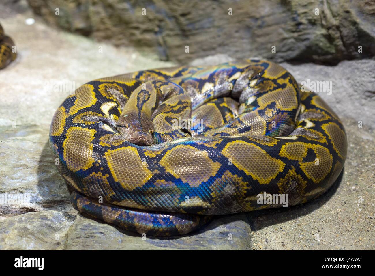 Close up de la lumineuse, Big Snake Banque D'Images