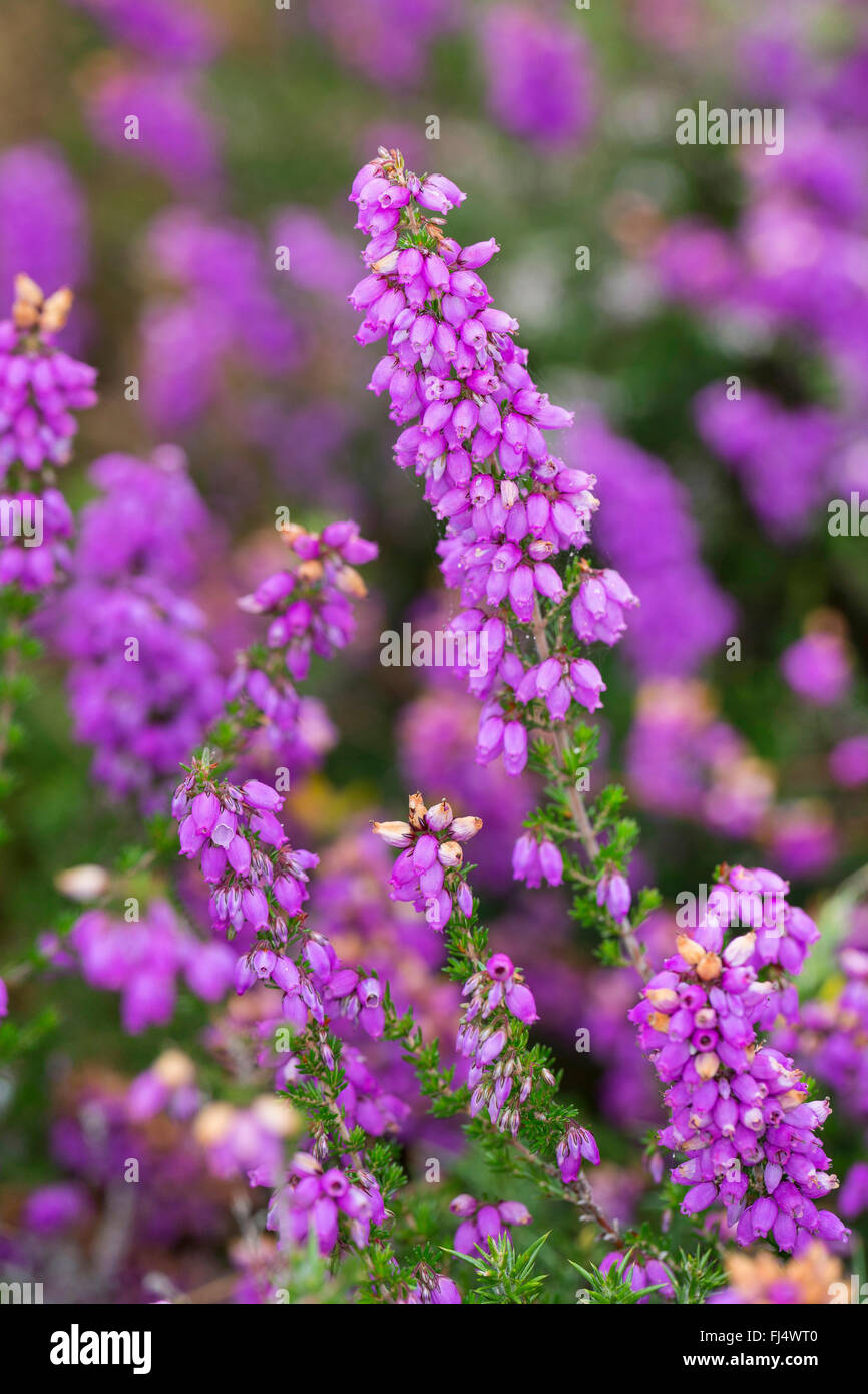 Heather Bell, Scotch heath (Erica cinerea), la floraison, France Banque D'Images