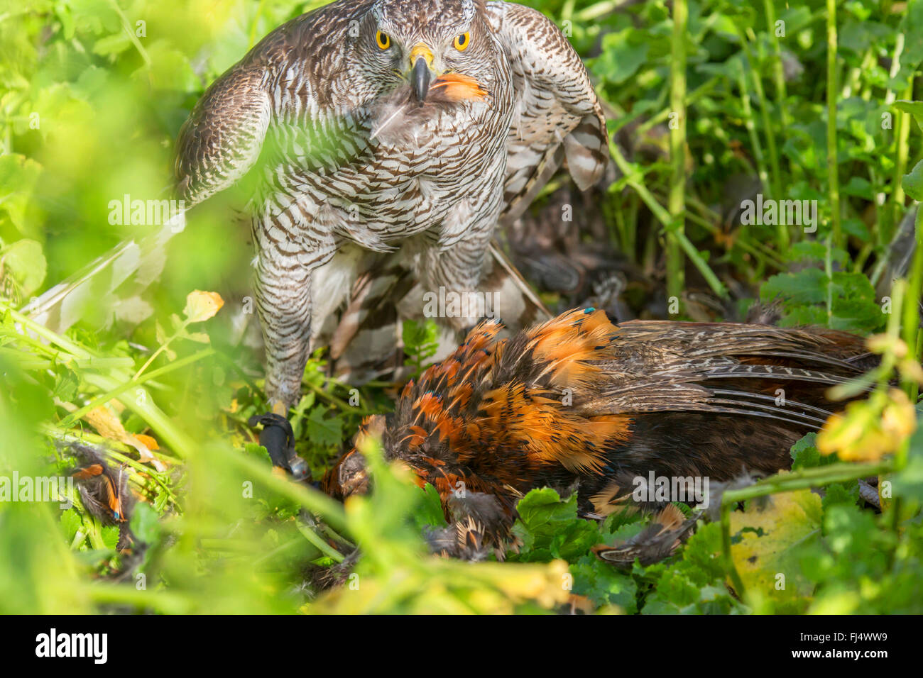 L'Autour des palombes (Accipiter gentilis), pris un faisan, Allemagne, Bavière, Niederbayern, Basse-Bavière Banque D'Images