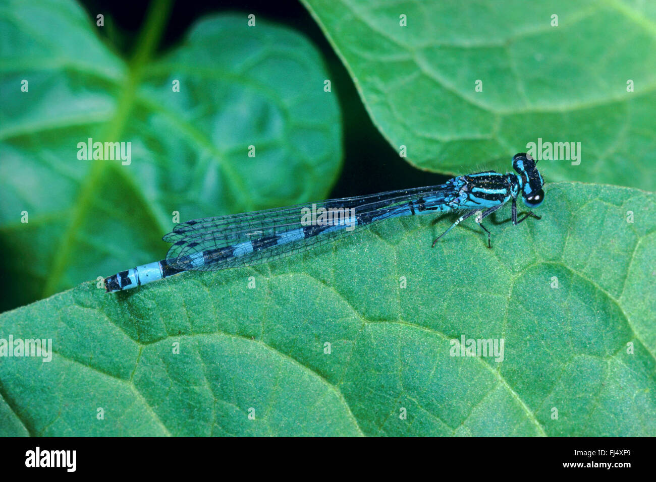 Demoiselle ouvragée ornée (Coenagrion ornatum) Bluet, homme, Allemagne Banque D'Images