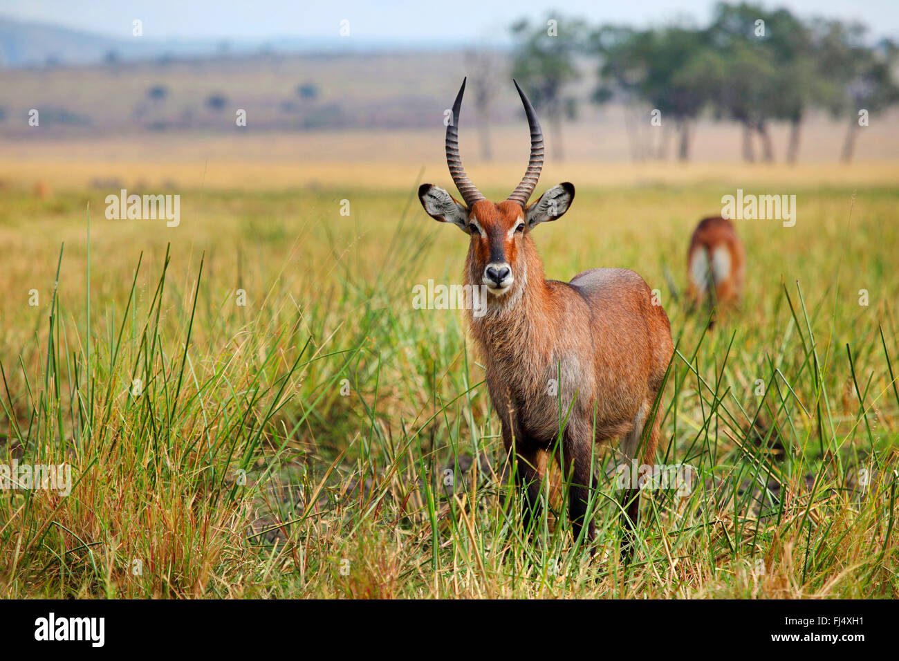 Cobe à croissant (Kobus ellipsiprymnus), l'homme se tient à Savannah, Kenya, Masai Mara National Park Banque D'Images
