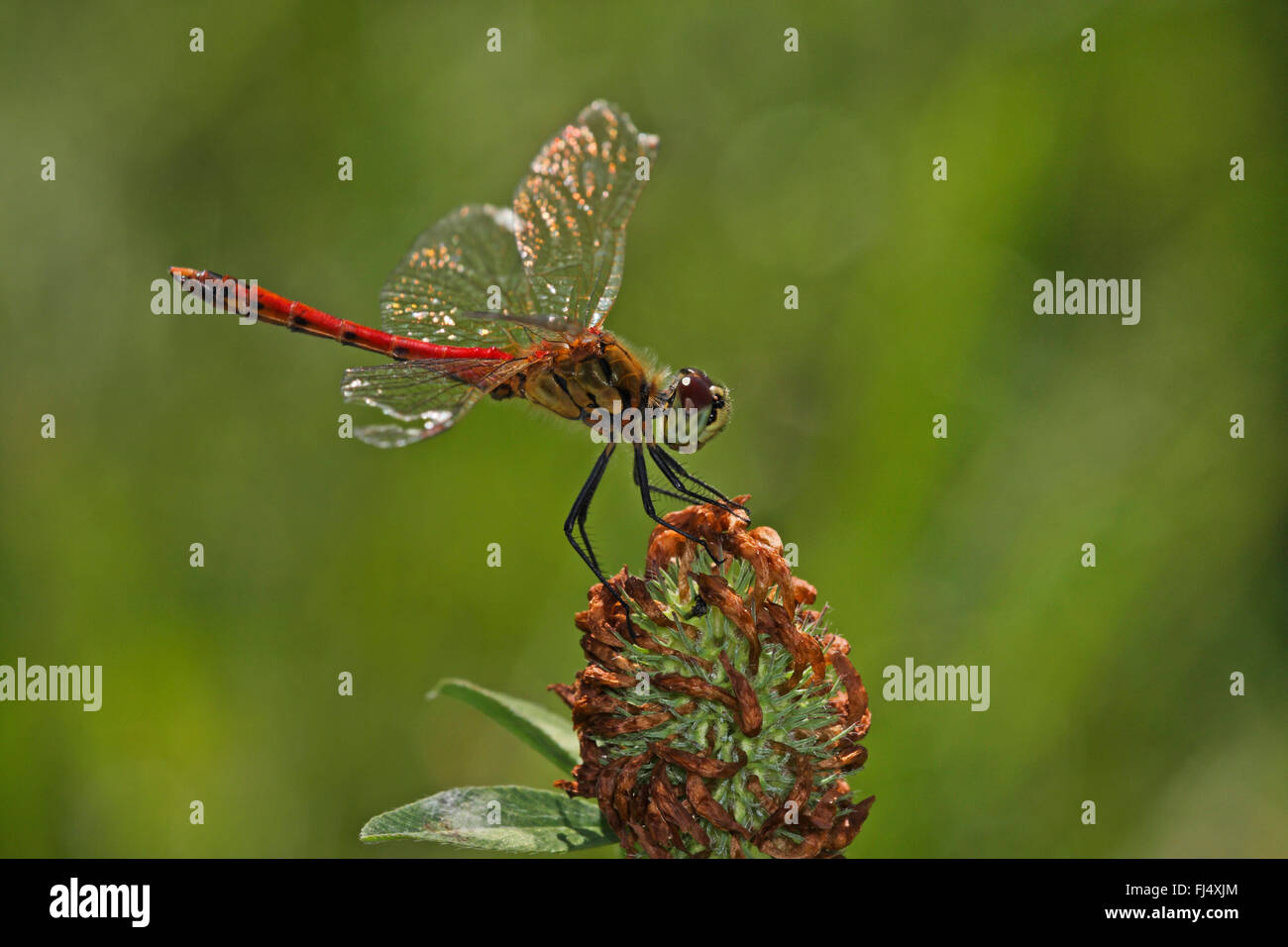 Orientale (Sympetrum sympetrum depressiusculum), homme, Allemagne Banque D'Images