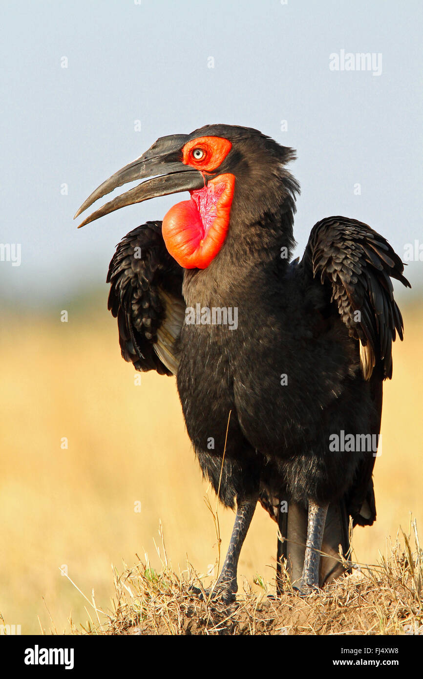 Calao terrestre du sud, (Bucorvus leadbeateri calao, Bucorvus cafer), jusqu'fluffes, Kenya, Masai Mara National Park Banque D'Images