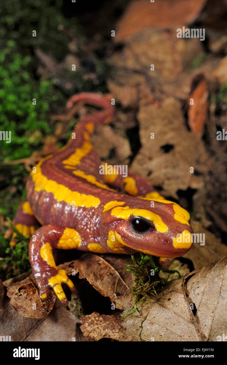 Salamandra salamandra albino Banque de photographies et d’images à — free download