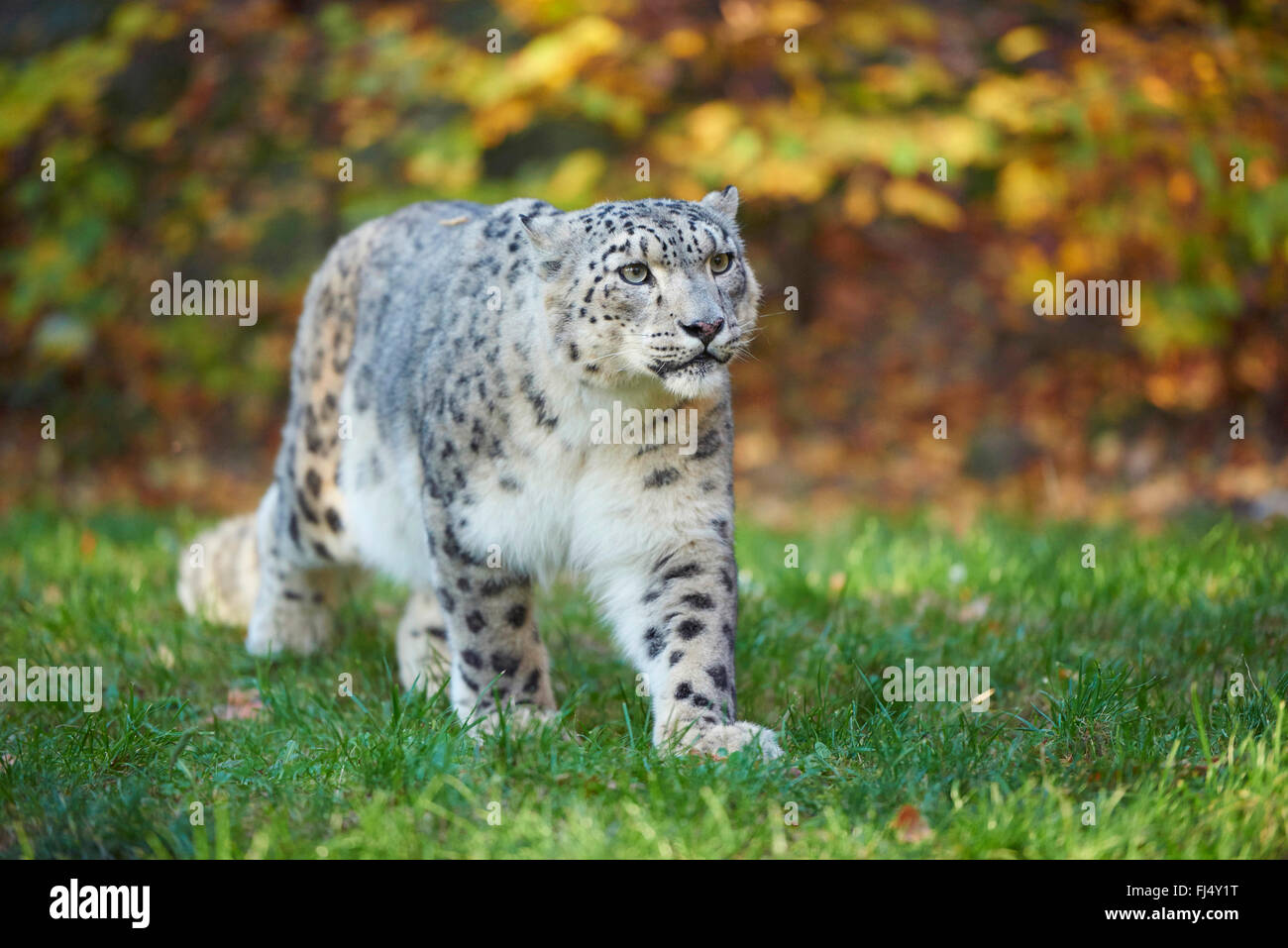 Léopard des neiges (Uncia uncia, Panthera uncia), snow leopard femme marcher dans un pré en automne Banque D'Images