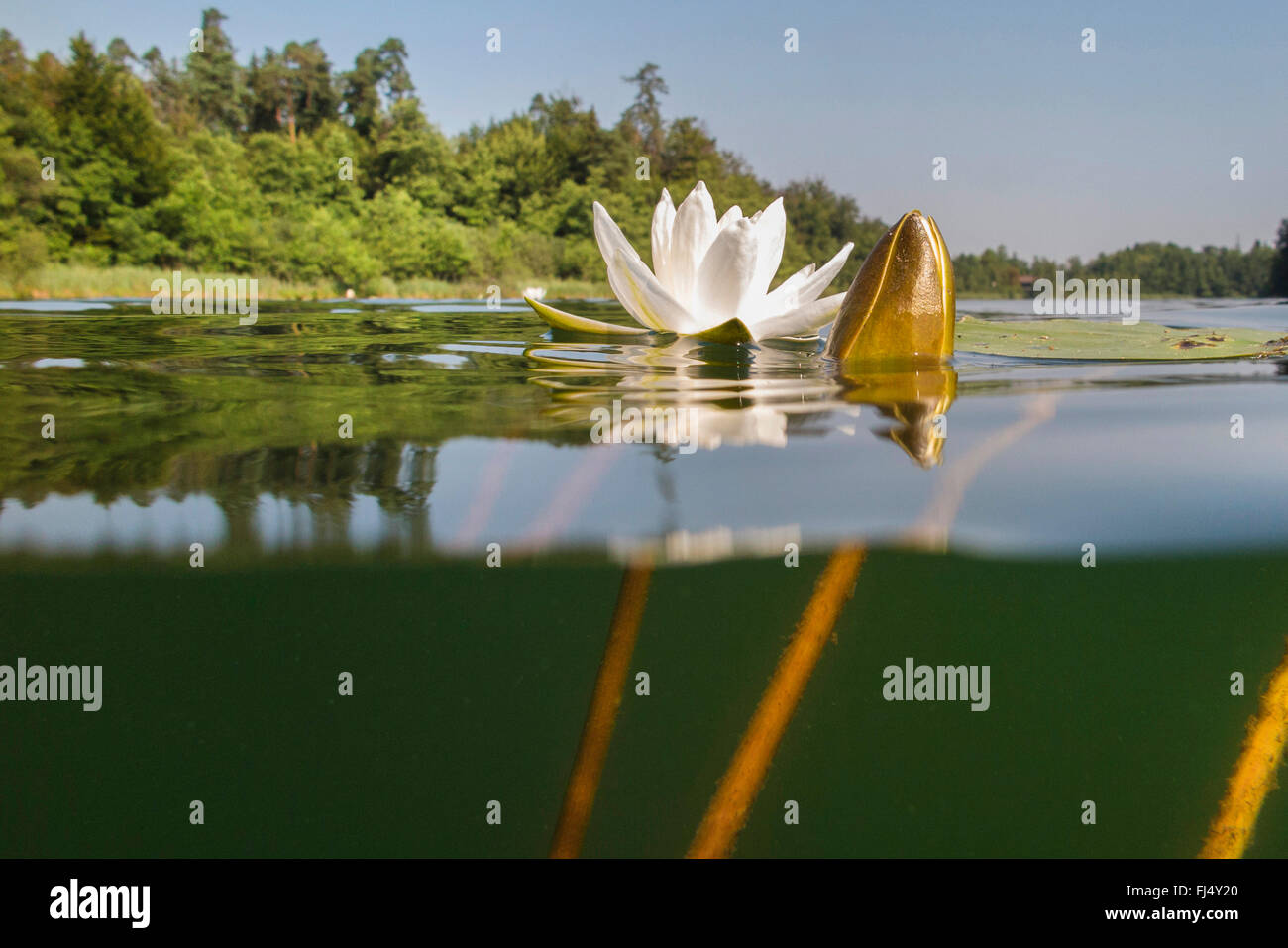 Franchise nénuphar (Nymphaea candida), split-level-photo, Allemagne, Bavière, Langbuergener Voir Banque D'Images