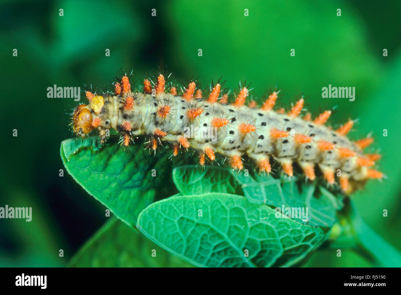 Guirlande (Zerynthia polyxena sud), Caterpillar sur aleaf, Allemagne Banque D'Images