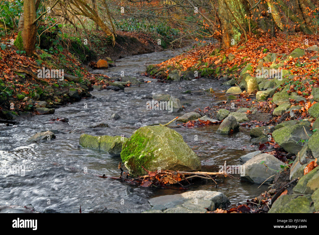 Forêt naturelle creek, Allemagne Banque D'Images
