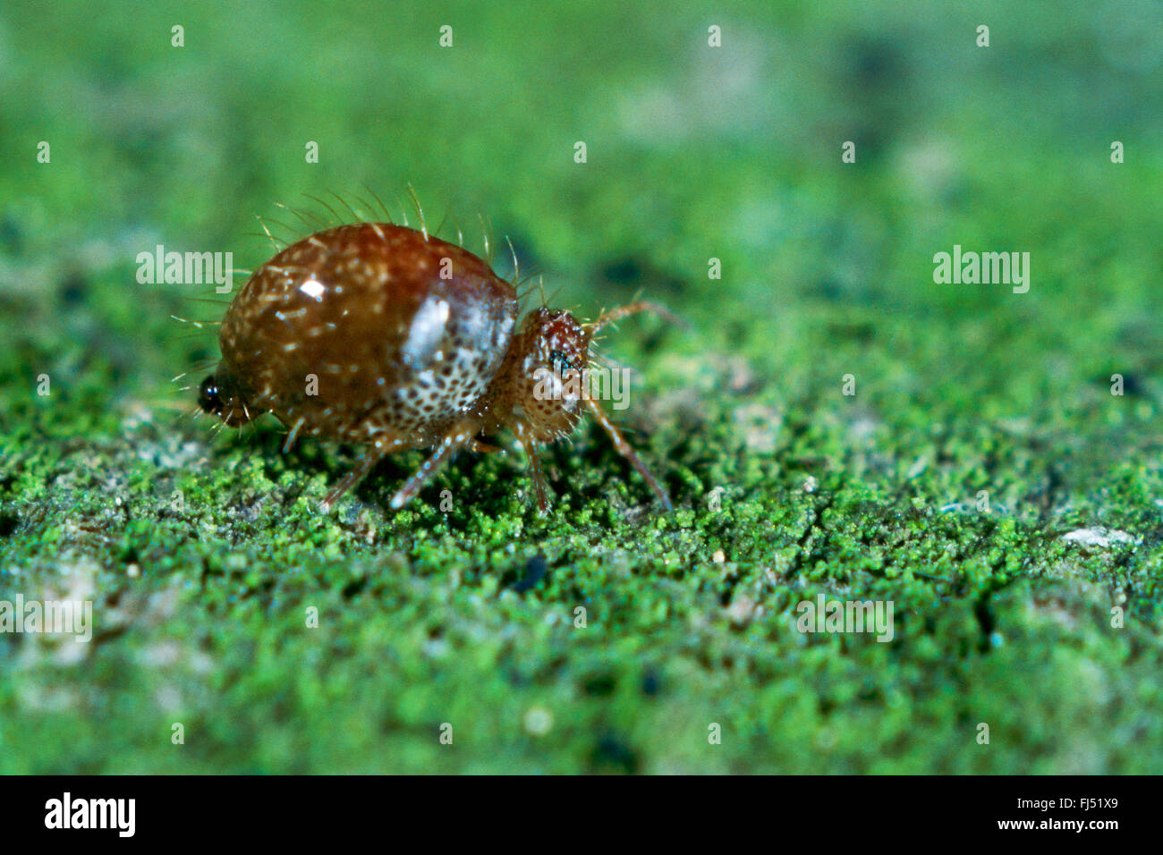 Springtail (Allacma fusca), insecte de l'année 2016, Allemagne Banque D'Images