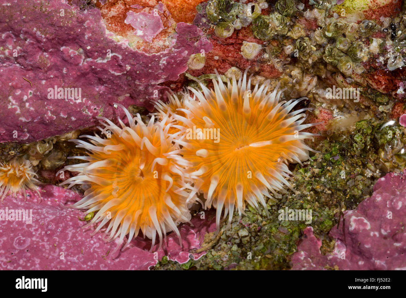 Anémone de mer (Sagartia elegans, Sagartia elegans var. venusta, Actinia elegans), deux anémones de mer Banque D'Images