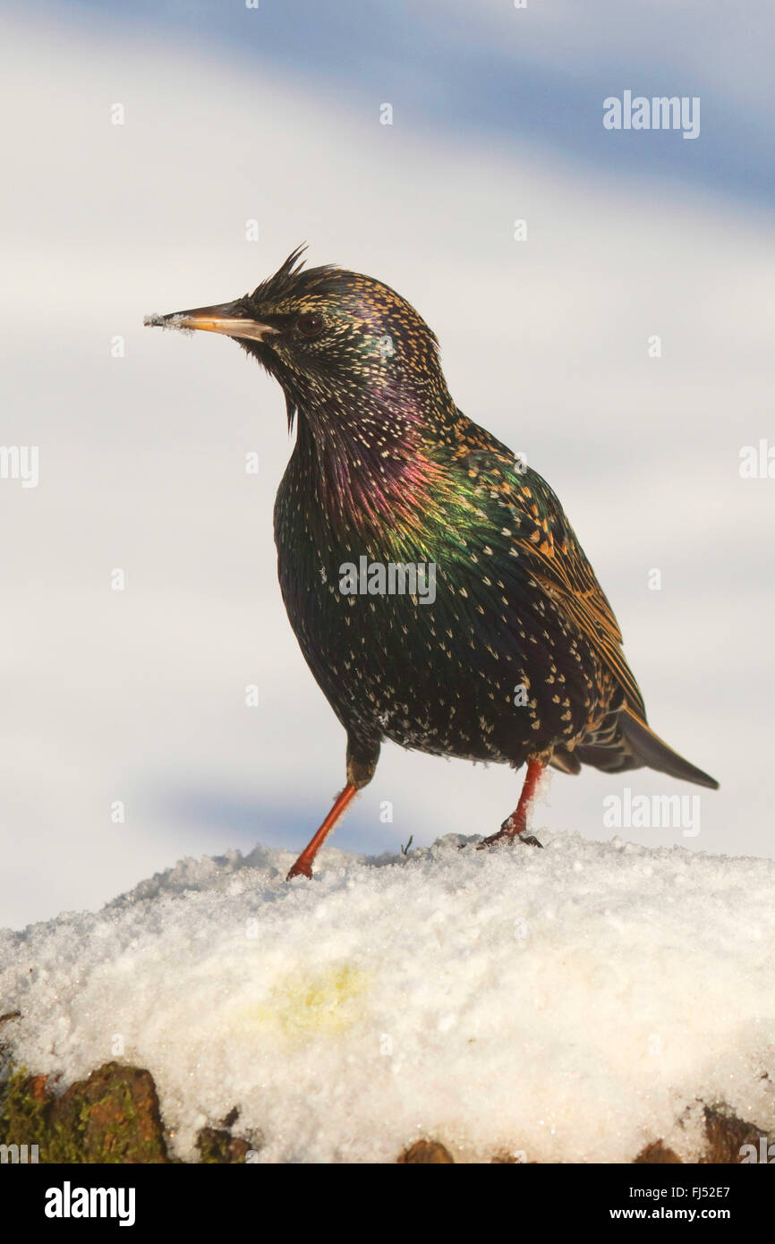 Étourneau sansonnet (Sturnus vulgaris), sur un tronc d'arbre couvert de neige en hiver, en Allemagne, en Rhénanie du Nord-Westphalie Banque D'Images